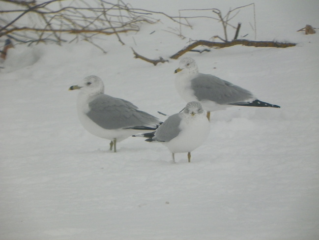Seagulls at the Oshawa Pier Oshawa, Ontario Canada