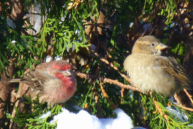Birds of a Feather Oakville, Ontario Canada