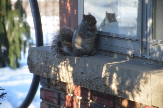 Squirrel seeking shelter St. Catharines, Ontario Canada