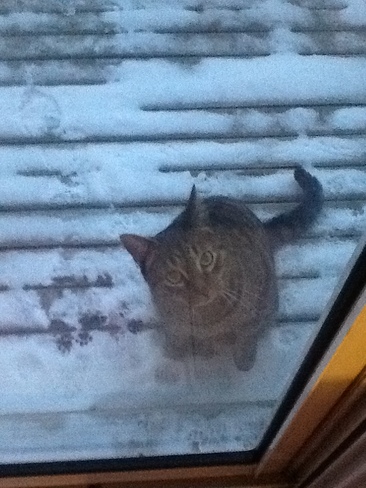 Cat frozen waiting for door to be open Mississauga, Ontario Canada