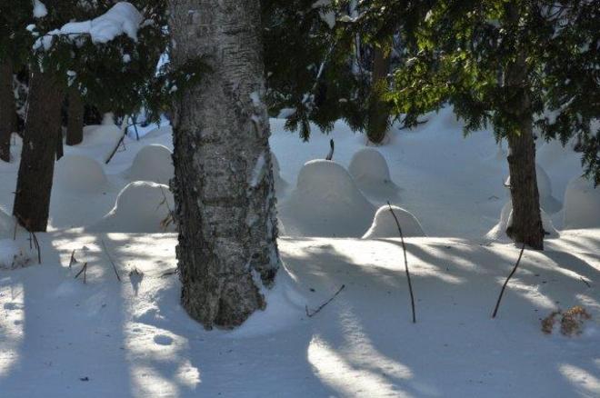 Frozen ghosties Erin, Ontario Canada