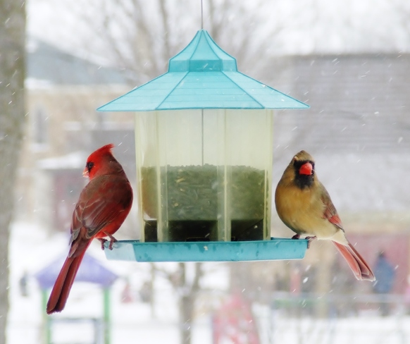 Cardinals Seaforth, Ontario Canada
