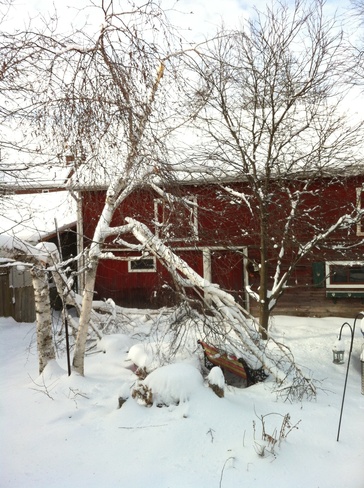 Effects of the Dec 03 ice storm Milton, Ontario Canada