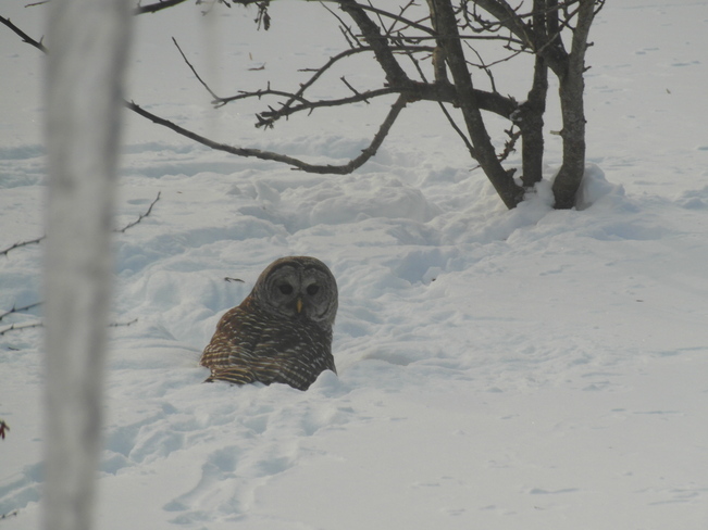 Owl Lefroy, Ontario Canada