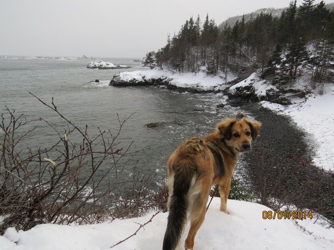 Dog at the Beach Rock Harbour, Newfoundland and Labrador Canada