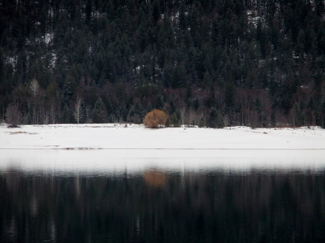 Tree across the calm lake Fauquier, British Columbia Canada