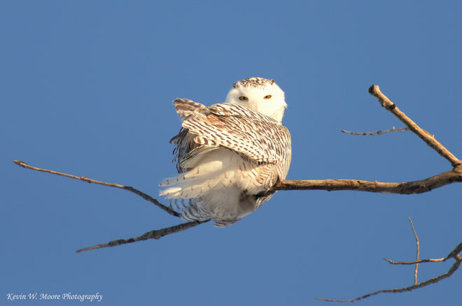 Stunning Snowy Owl Warwick, Ontario Canada