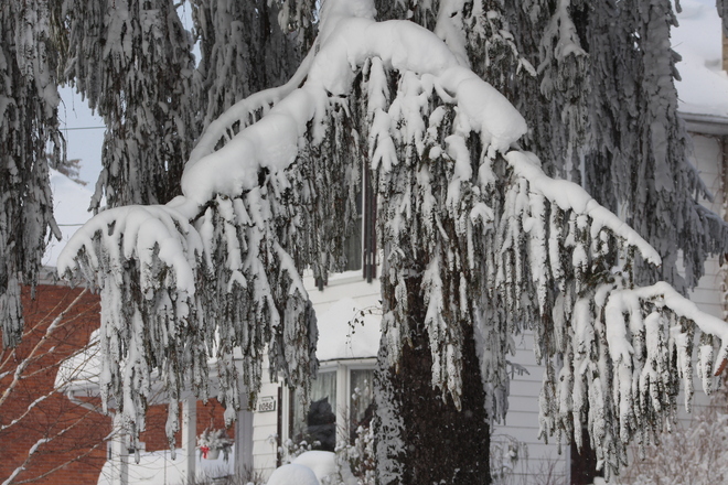 Snow on Tree Wroxeter, Ontario Canada