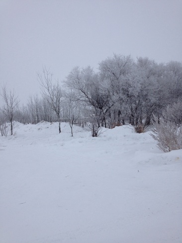 White Trees! Martensville, Saskatchewan Canada