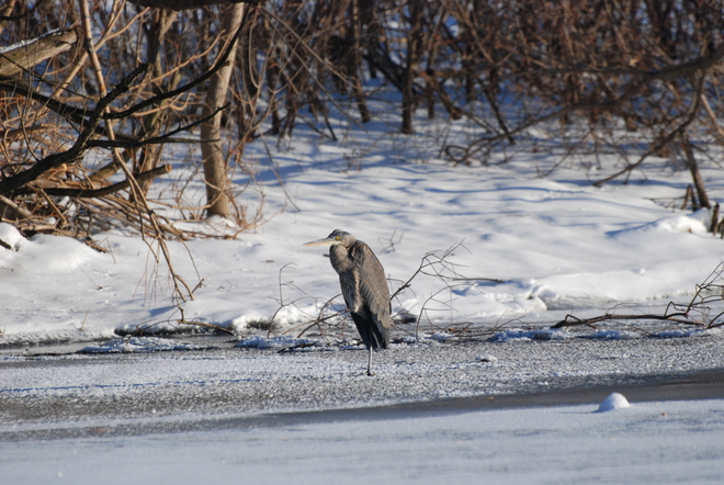 Great Blue Heron in Unionville Unionville, Ontario Canada