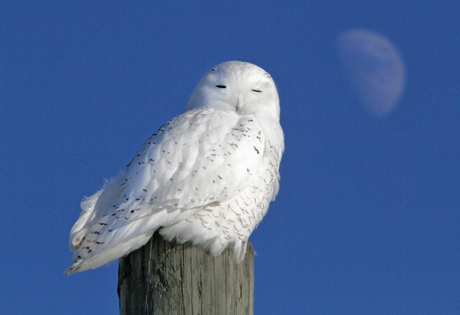 A Rising Moon Watches Over Snowy Owl Russell, Ontario Canada
