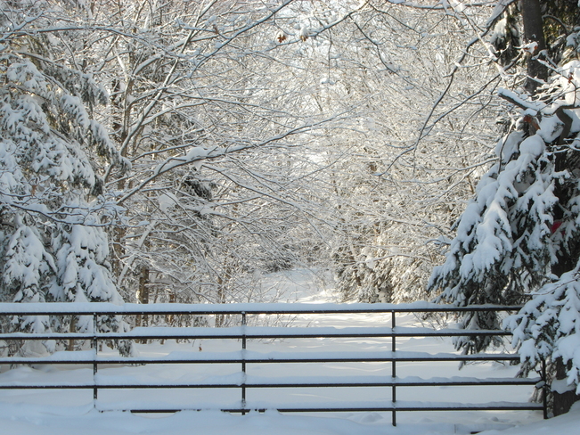 Peaceful Winter Scene 