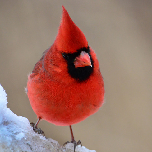 Male Northern Cardinal Scarborough, Ontario Canada