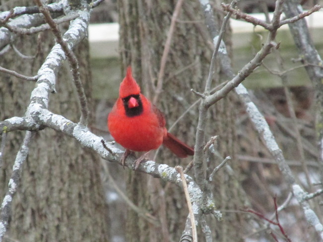 Handsome Male Northern Cardinal Burlington, Ontario Canada