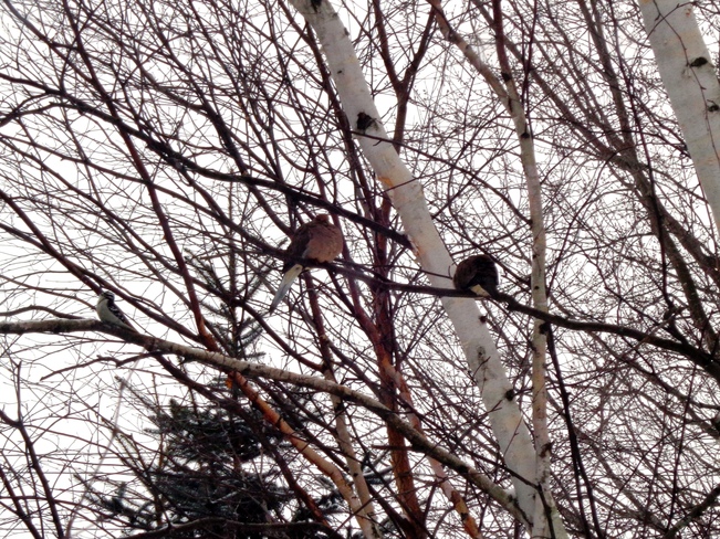 Mourning Doves and Woody roosting in Birch tree Williamsburg, Ontario Canada