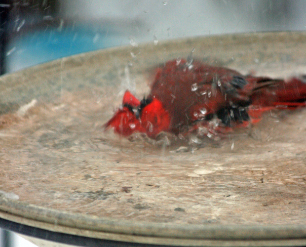 Bird bath fun! Nepean, Ontario Canada