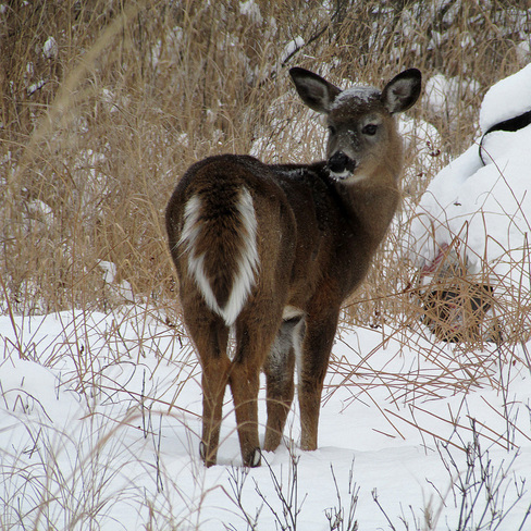 whitetail deer North Bay, Ontario Canada