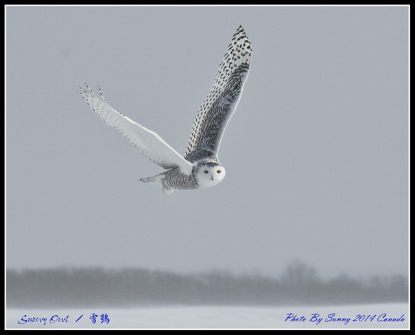 Snowy Owl Angus, Ontario Canada
