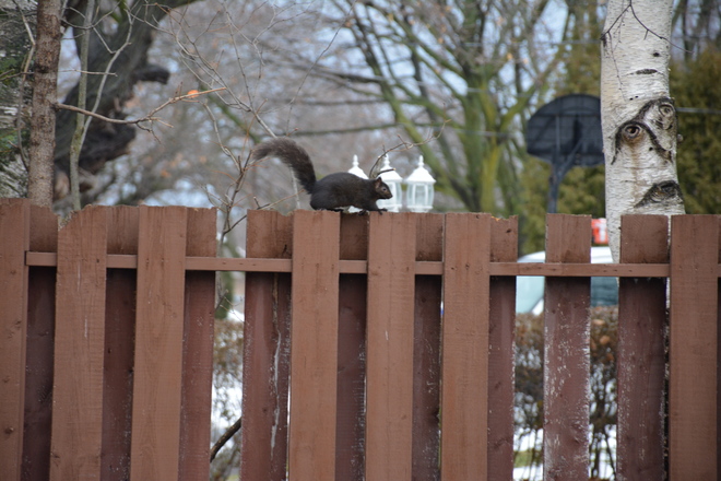 Black squirrel running away St. Catharines, Ontario Canada
