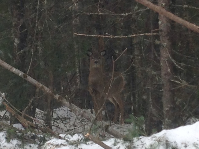 deer Saint John, New Brunswick Canada