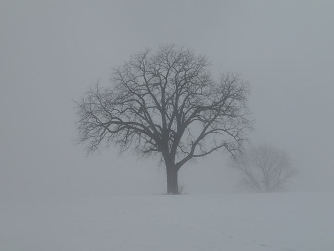 Tree shrouded in fog 