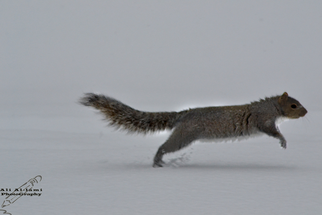 Squirrel running through an ice storm_2 Sherbrooke, Quebec Canada