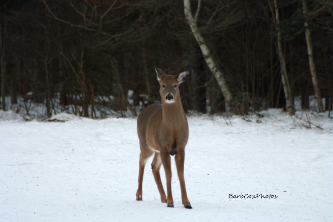 deer Penobsquis, New Brunswick Canada