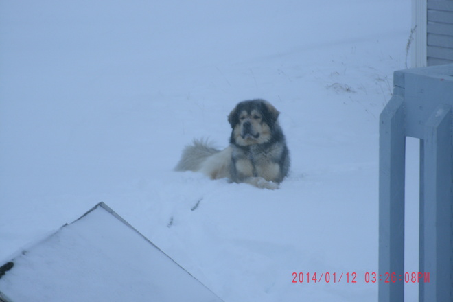 Tonka loves the snow! Happy Valley-Goose Bay, Newfoundland and Labrador Canada