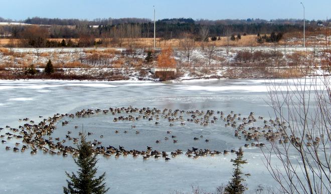 Canada geese on a frozen pond .. Markham, Ontario Canada