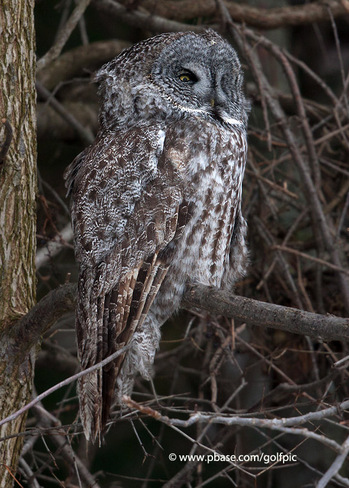 Great Gray Owl Ottawa, Ontario Canada