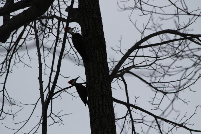 Synchronized Woodpecking? Kingston, Ontario Canada