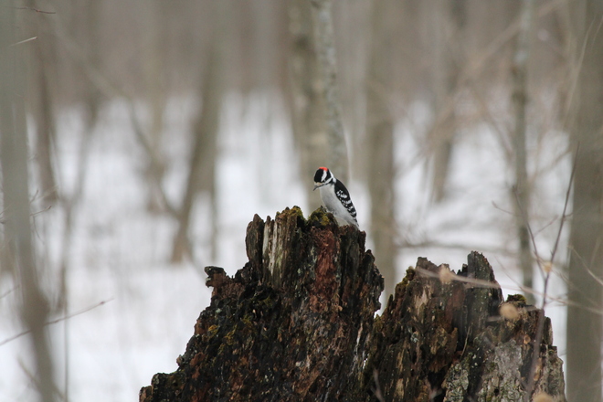 Male Downy Woodpecker on Stump Kingston, Ontario Canada