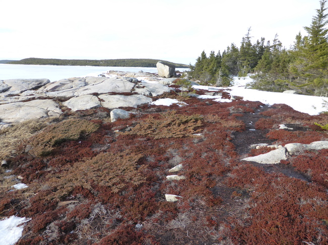 Snow Is Melting Birchy Bay, Newfoundland and Labrador Canada