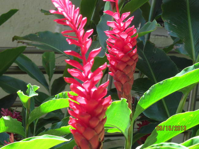 Tropical flower Lahaina, Hawaii United States