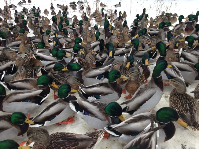 Mallard Ducks congregate in Downtown Sudbury Greater Sudbury, Ontario Canada