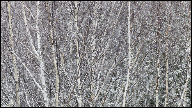 Trees as seen through the falling snow. Elliot Lake, Ontario Canada
