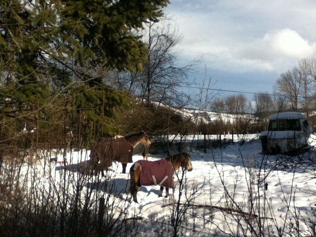 horses in winter jackets South Vernon, British Columbia Canada