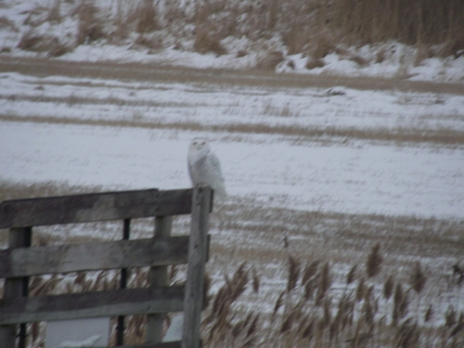 Snowy Owl St. Thomas, Ontario Canada