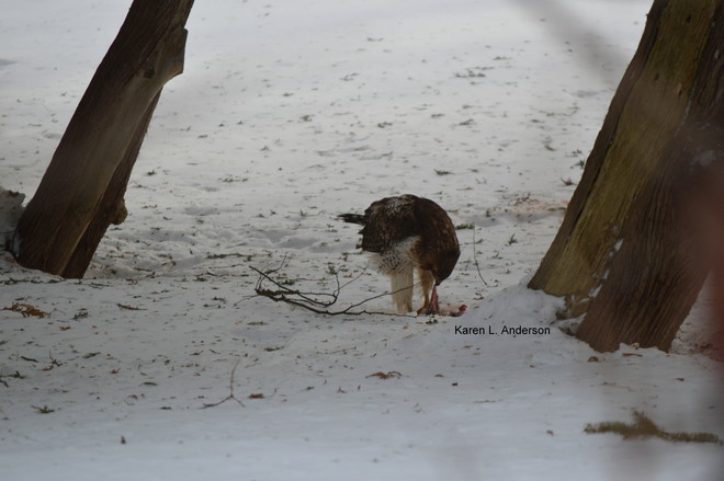 Red-tailed Hawk enjoying breakfast Lindsay, Ontario Canada