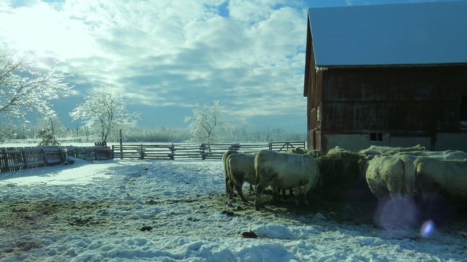 Cows in the barnyard Belleville, Ontario Canada