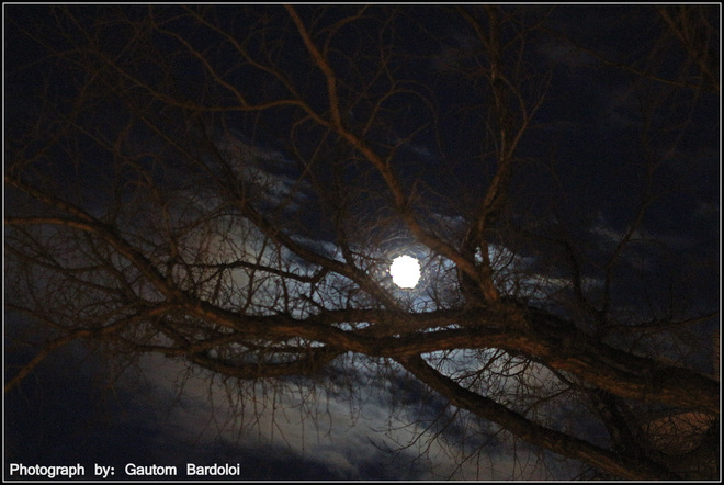 Moon & the tree Edmonton, Alberta Canada