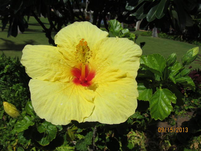 Bright flowers to greet you Lahaina, Hawaii United States
