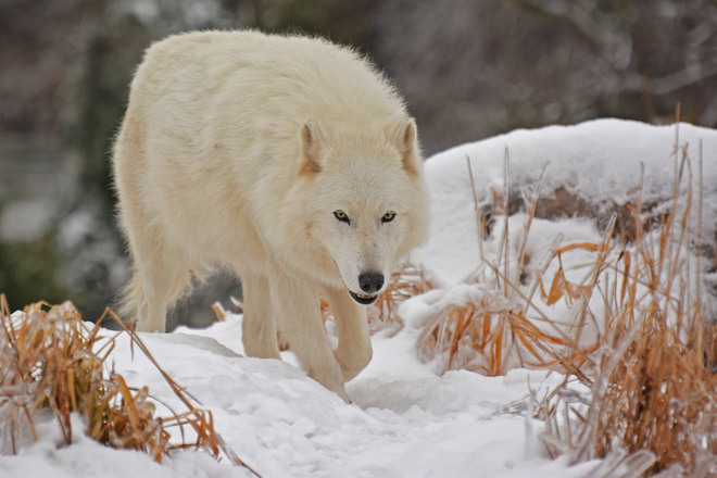 Arctic Wolf Toronto, Ontario Canada