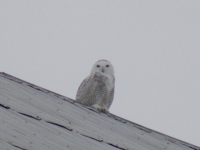 Snowy Owl Cobden, Ontario Canada