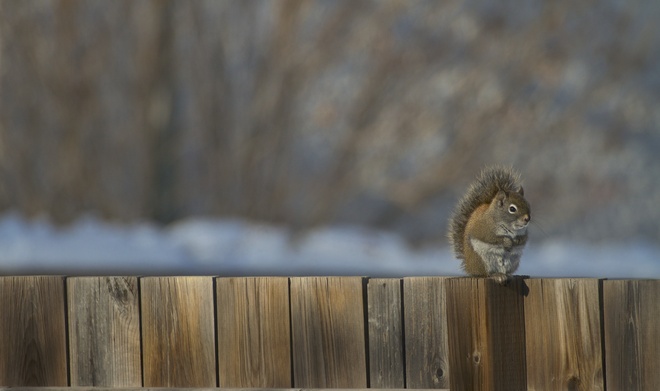 Little Guy on the fence Winnipeg, Manitoba Canada
