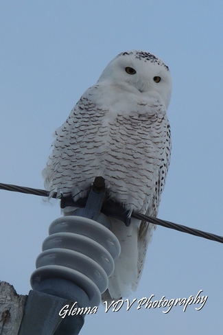 SNOW OWL Chesterville, Ontario Canada