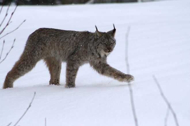 Lynx on Heroux Road Temiskaming Shores, Ontario Canada