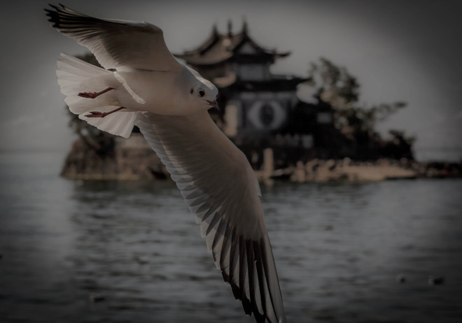 Erhai Lake Seagull Dali, Yunnan China