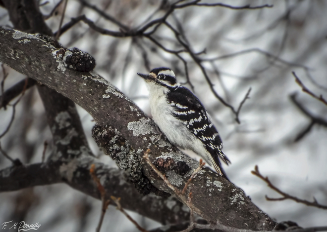 Hairy Woodpecker Smiths Falls, Ontario Canada