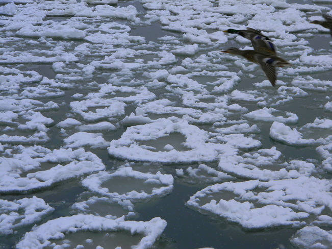 humber ice Etobicoke, Ontario Canada
